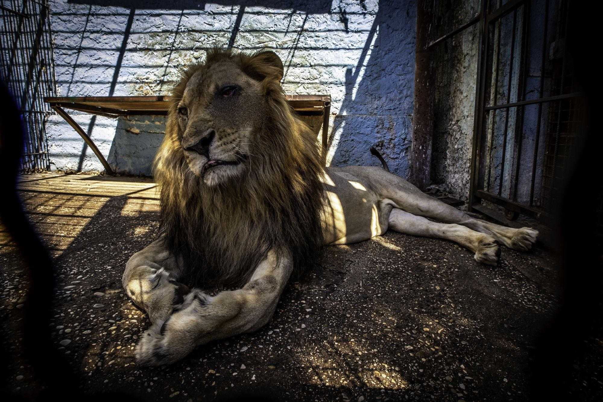 Mieszkał w najgorszym zoo na świecie, Lion Bob został uratowany / Teraz ma jedzenie i kochają go