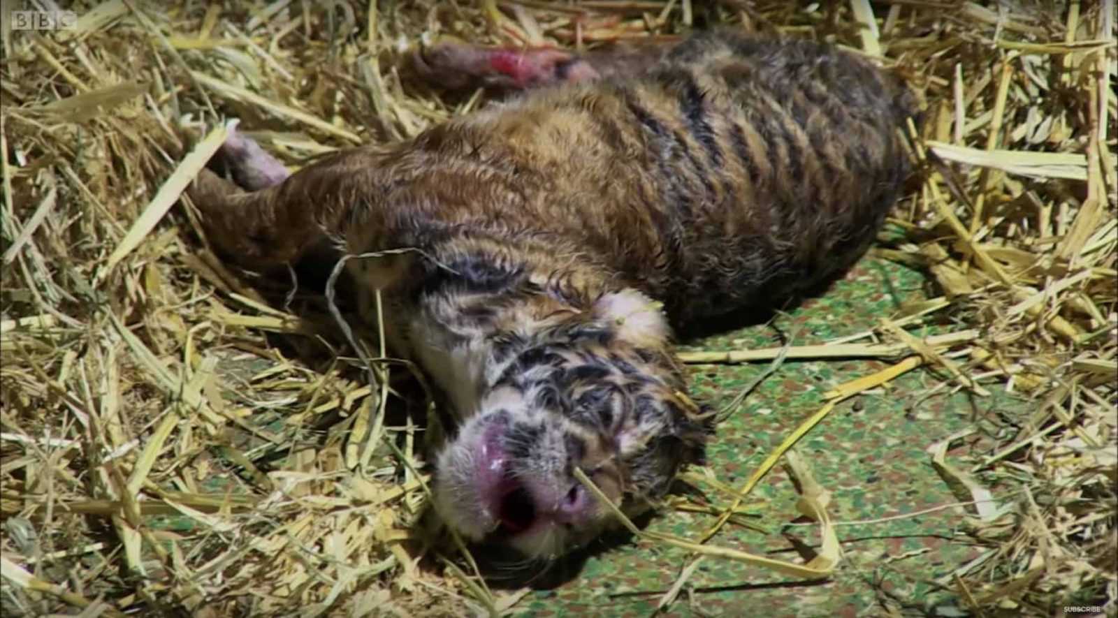 Tygrys rodzi martwe młode, a opiekunowie patrzą z podziwem, jak uruchamiają się instynkty matki