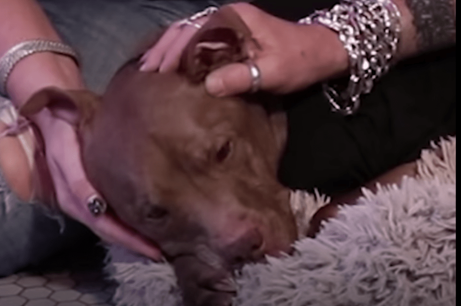 Pit Bull z Kill-Shelter Senses Boy jest chory i idzie prosto do niego