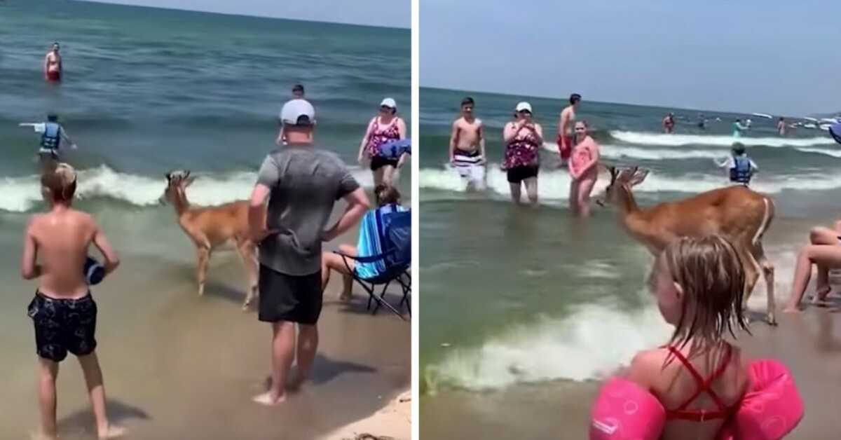 Jeleń pojawia się w lesie, aby cieszyć się dniem na plaży