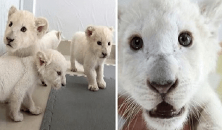 Niezwykle rzadkie czworaczki białego lwa urodzone w Safari Park