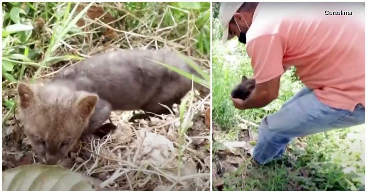 Rolnik ratuje zabłąkanego „kociaka” z pobocza drogi, kot zostaje pumą