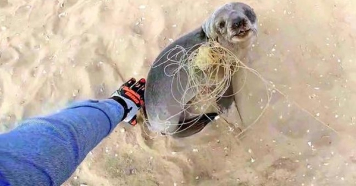 Baby Seal zatrzymuje się, aby podziękować swoim ratownikom za uwolnienie go przed ponownym dołączeniem do rodziny