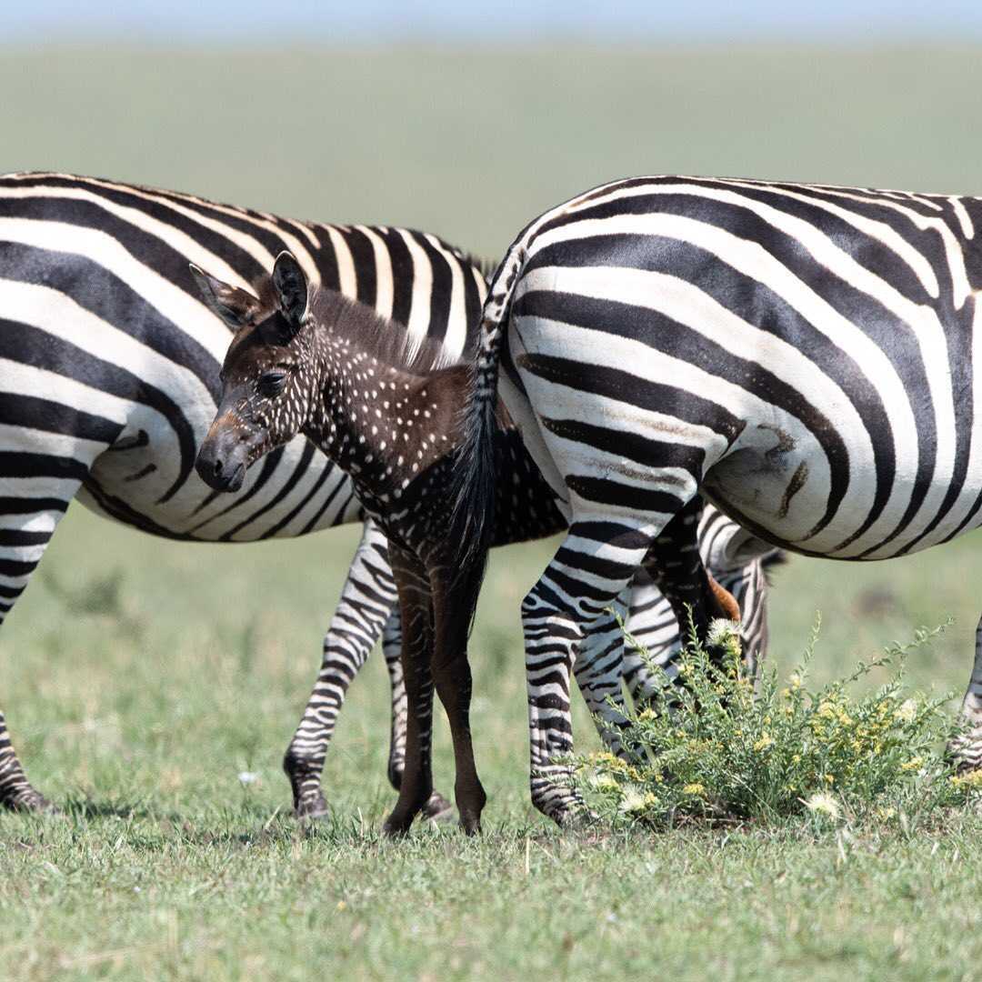 Mała zebra rodzi się z kropkami zamiast pasków – nagrana po raz pierwszy (+8 zdjęć)