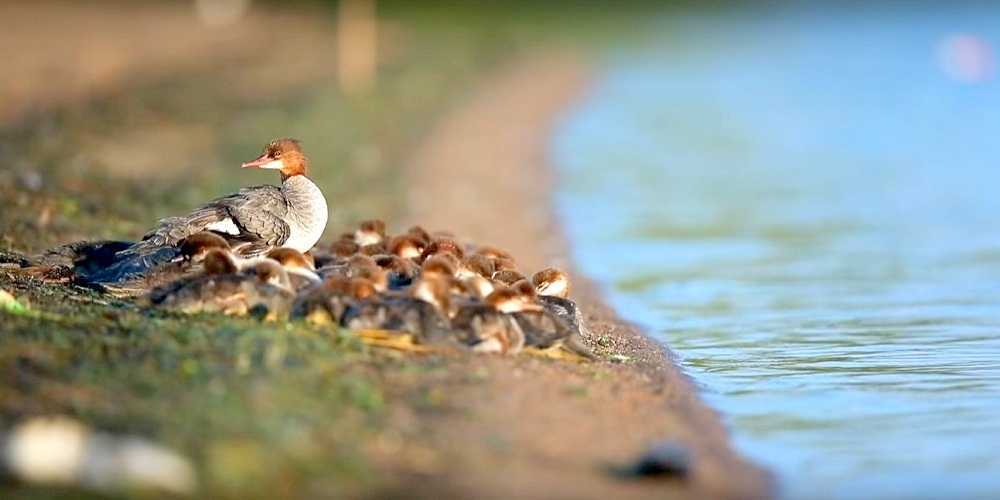 „Super mama” zauważona nad jeziorem w Minnesocie — z 56 kaczątkami