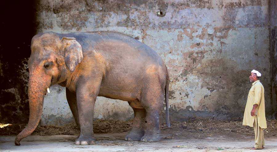 Dlaczego amerykańska piosenkarka Cher uwolniła słonia Kavaana z pakistańskiego zoo