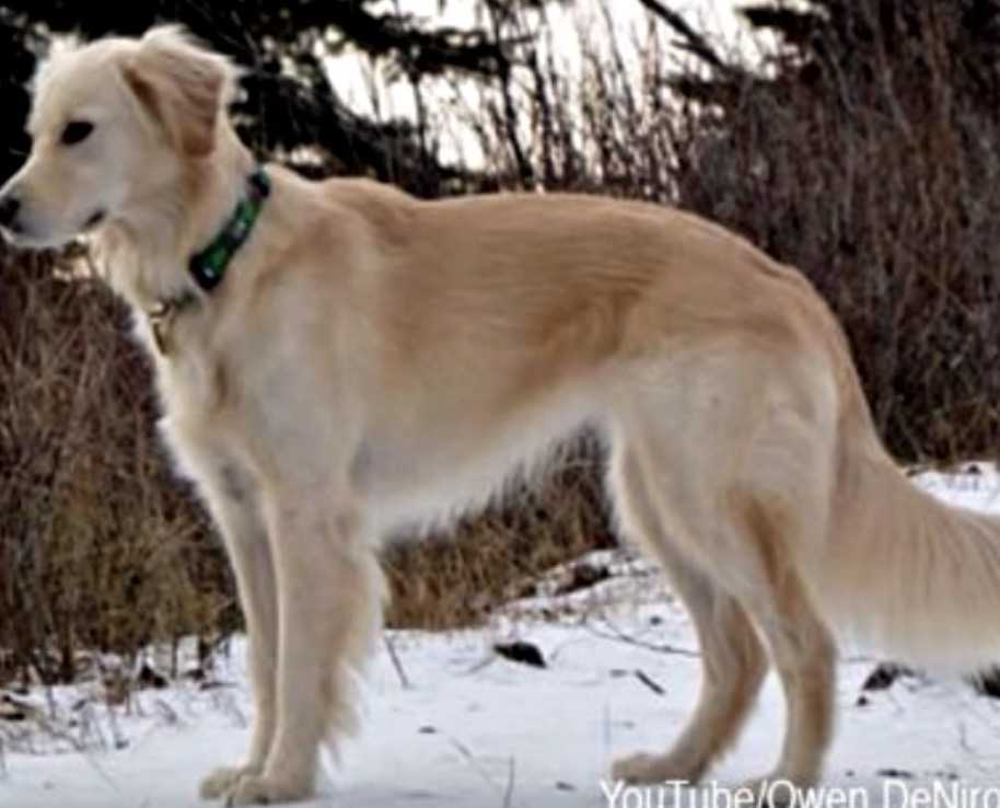 Bielik amerykański uratowany przed zamarznięciem przez Golden Retrievera