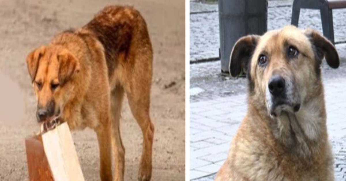 Pies przychodził codziennie po jedzenie i zabierał je w torbie do przejścia podziemnego. Mężczyzna poszedł za nim