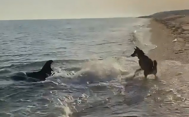 Niesamowite wideo pokazuje, jak pies i delfin bawią się razem na plaży