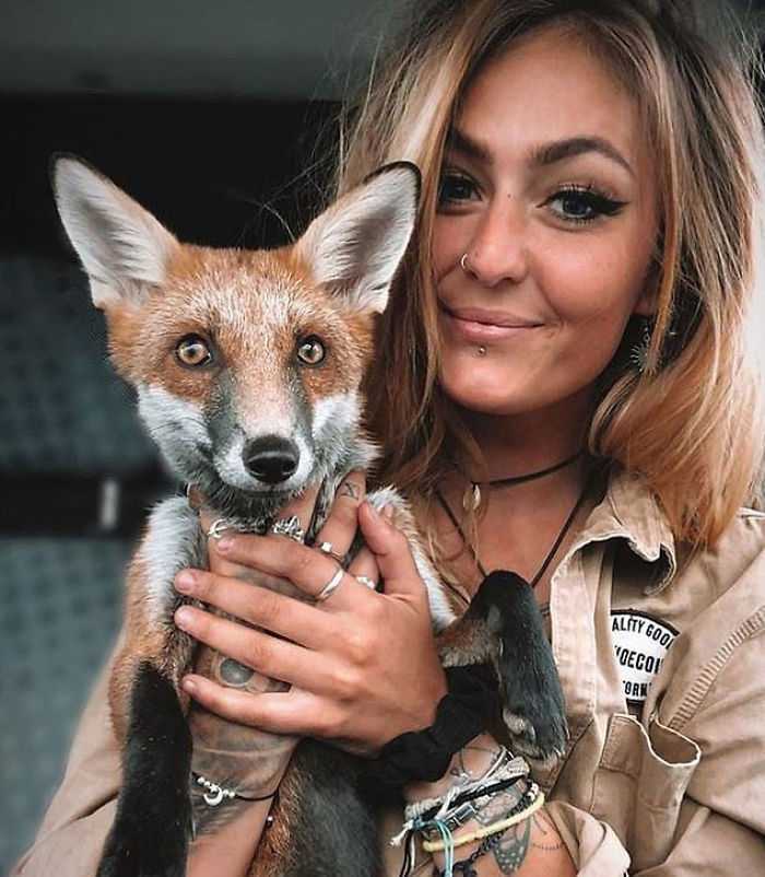 Rescue Fox i buldog stają się nierozłączni i tworzą prawdziwą przyjaźń „Lis i pies”