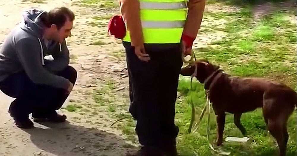 Pies nie rozpoznał swojego taty po tym, jak zaginął na 3 lata, a potem tata przykucnął