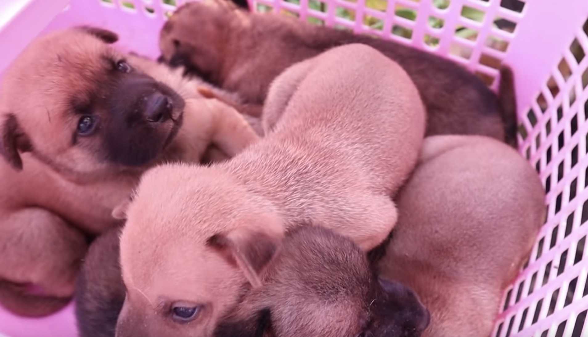 Uratuj 6 biednych szczeniąt na torach kolejowych, gdy ich matki już nie ma