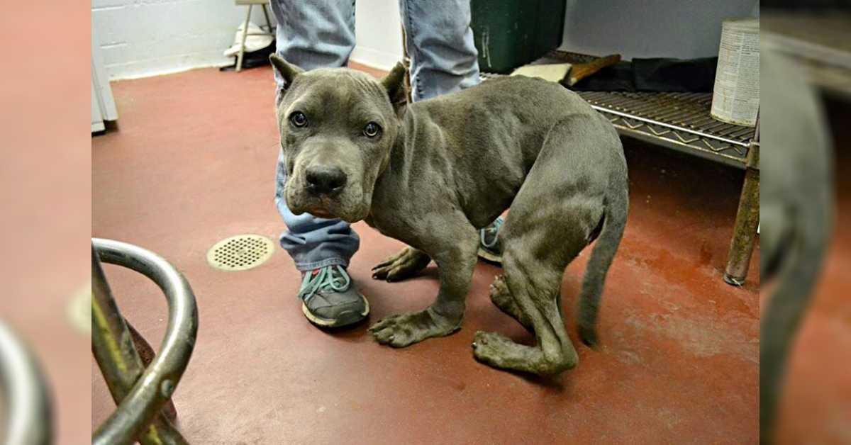 Smutny i przestraszony Pitt Bull, który był trzymany w ciasnej klatce przez 2 lata, ma teraz zdeformowane ciało