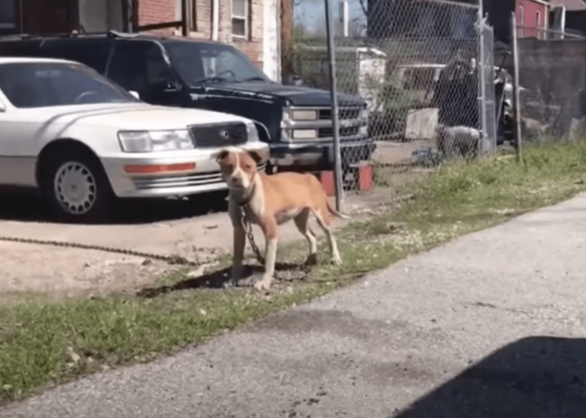 Stray ciągnie swoje chude ciało za pomocą łańcucha wystarczająco ciężkiego, by holować samochód