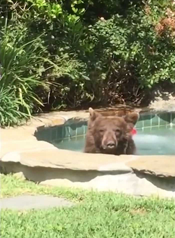 Mężczyzna znajduje niedźwiedzia siedzącego w jacuzzi i pijącego ze swojego kubka, a potem drzemie