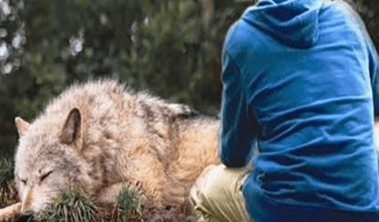 Mężczyzna ratuje uwięzionego w pułapce wilka, cztery lata później ona ratuje mu życie