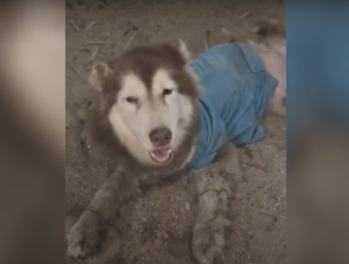 Husky ze zniekształconymi nogami uśmiecha się i macha, żeby nie szli, znowu go minął