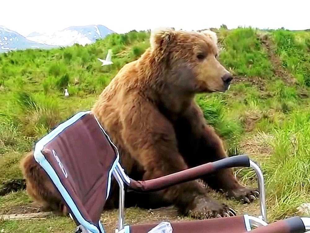 Niedźwiedź budzi się z drzemki, podchodzi do kampera i siada tuż obok niego