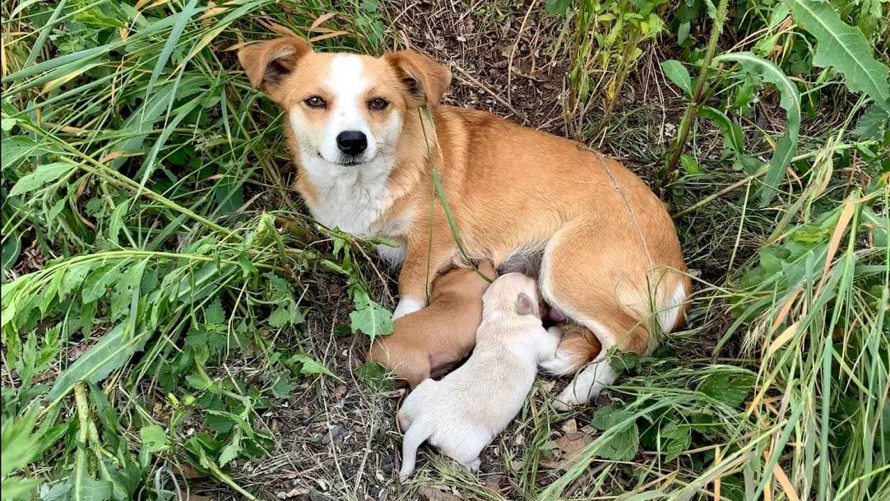 Psia mama porzucona ze szczeniętami wciąż czekała na swojego właściciela kilka dni po tym, jak została porzucona