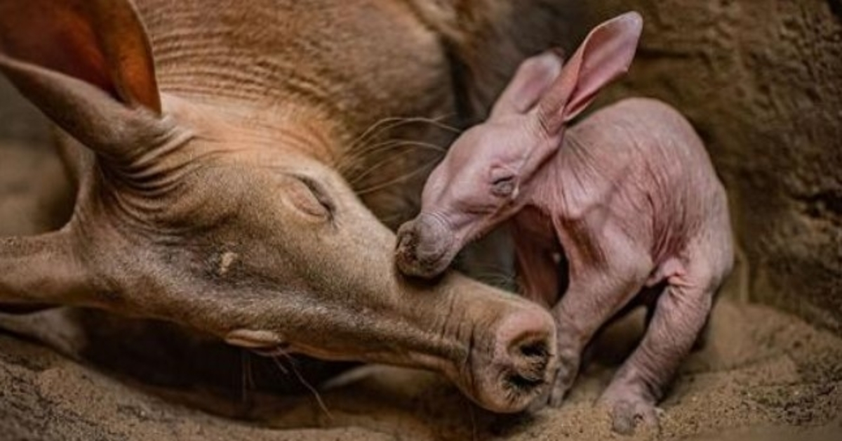 Zoo w Chester „uradowało się”, świętując narodziny swojego pierwszego mrównika