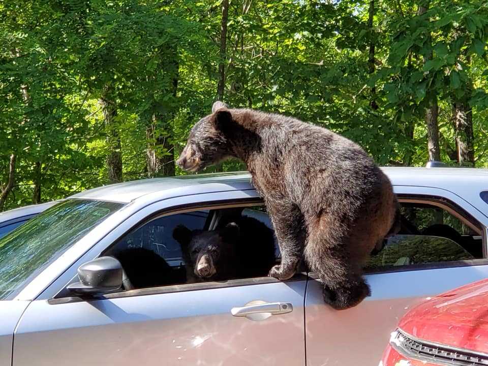 Mężczyzna wychodzi na zewnątrz i odkrywa, że cała rodzina niedźwiedzi wkradła się do jego samochodu