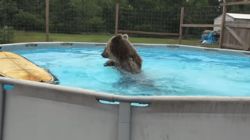 Brzuch niedźwiedzia grizzly wpada prosto do basenu, a potem odwraca się i uśmiecha do kamery