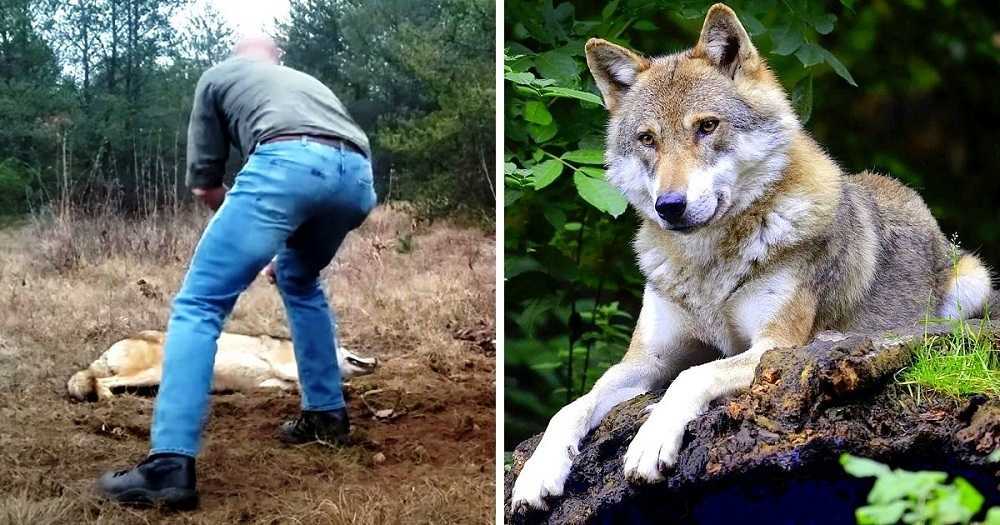 Człowiek ratuje umierającą wilka i jej młode, lata później wilk odwzajemnia przysługę