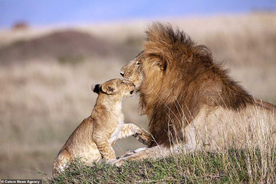 Fotograf uchwycił tatę lwa i młode w magicznym uścisku – Real Life Lion King (+5 zdjęć)