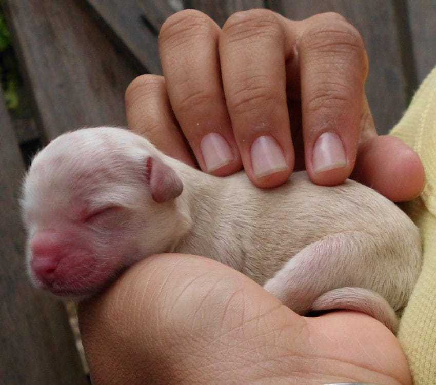 Ciężarny Pit Bull zostaje porzucony przez właściciela, a schronisko widzi „niezliczone” szczenięta na zdjęciu rentgenowskim macicy